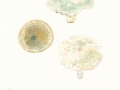 Russula virescens (Schaeff.: Pers.) Fr. , Grünschuppiger Täubling, Grünfeldriger Täubling