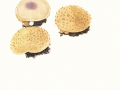 Scleroderma citrinum  Pers. ,  Kartoffelbovist , Kartoffel-Hartbovist , Hartschaliger Kartoffel-Bovist
