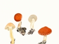 Leratiomyces ceres (Cooke & Massee) Spooner & Bridge , Orangeroter Träuschling