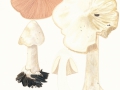Volvopluteus gloiocephala (DC.) Vizzini, Contu & Justo , Ackerscheidling, Großer Scheidling