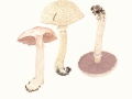 Agaricus langei (F.H. Moell.) F.H. Moell. , Großsporiger Blut-Egerling