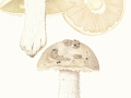 Amanita strobiliformis (Paulet ex Vittad.) Bertill. , Fransiger Wulstling
