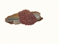 Ascotremella faginea (Peck) Seaver , Buchen-Schlauchzitterling