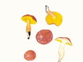 Aureoboletus gentilis (Quél.) Pouzar , Goldporiger Röhrling , Lachsroter Schmierröhrling