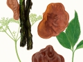 Auricularia auricula-judae (L.:  Fr.) J.Schröt. var. auricula-judae, Judasohr