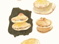 Buglossoporus quercinus (Schrad.) Koll. & Pouzar , Eichen-Zungenporling