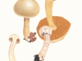 Cortinarius (Phleg.) argutus Fr. ssp. fraudulosus (Britz.) Brandr. & Melot , Trügerischer Schleimkopf