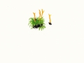 Clavulinopsis corniculata  (Schaeff.: Fr.) Corner , Geweihförmige Wiesenkeule