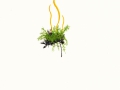 Clavulinopsis laeticolor (Berk. & M.A. Curtis) R.H.Petersen , Schöne Wiesenkeule