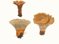 Coltricia perennis (L.) Murrill , Gebänderter Dauerporling