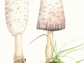 Coprinus comatus (O.F. Müll.: Fr.) Pers. , Schopf-Tintling