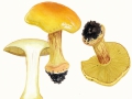 Cortinarius (Phleg.) elegantissimus Rob. Henry , Prächtiger Klumpfuß