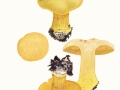 Cortinarius  (Phleg.) fulvocitrinus Brandrud , Braunscheibiger Klumpfuß ,  NPH