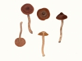 Cortinarius (Tel.) spec.