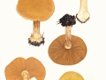 Cortinarius (Phleg.) talus Fr. , Falbblättriger Honig-Klumpfuß