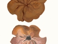 Gyromitra ancilis (Pers.:Fr.) Kreisel , Schildförmige Nadelholz-Scheibenlorchel , Größter Scheibling