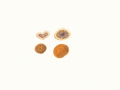 Elaphomyces granulatus Fr. , Kleinwarzige Hirschtrüffel