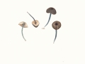 Entoloma carneogriseum (Berk. & Broome) Noordel. , Fleischgrauer Rötling