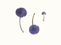 Entoloma euchroum (Pers.:Fr.) Donk , Violetter Zärtling , Blauer Holz-Rötling