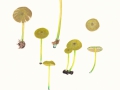 Entoloma incanum  (Fr.:Fr.) Hesler , Braungrüner Zärtling , Braungrüner Rötling