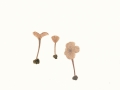 Entoloma incarnatofuscescens (Britz.) Noordel. , Langstieliger Nabelrötling , Blaustieliger Nabel-Rötling