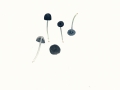 Entoloma serrulatum  (Fr.) Hesler , Gesägtblättriger Zärtling , Schwarzblauer Rötling