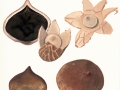 Geastrum triplex  Junghuhn , Halskrausen-Erdstern , NPH