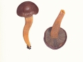 Chroogomphus rutilus (Schaeff.: Fr.) O.K.Mill. , Kupferroter Gelbfuß