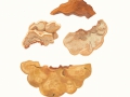 Hapalopilus rutilans (Pers.: Fr.) Karst. , Zimtfarbener Weichporling