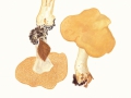 Hydnum repandum L.: Fr. , Semmel-Stoppelpilz , NPH