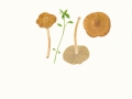 Inocybe dulcamara  (Pers.) Kumm. , Olivgelber Risspilz