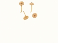 Inocybe phaeodisca Kühner var. phaeodisca , Cremerandiger Risspilz
