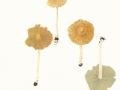 Inocybe rimosa  (Bull.: Fr.) Kumm. , Kegeliger Risspilz
