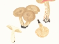Lactarius acris  (Bolton: Fr.) Gray , Schmieriger Korallenreizker und Lactarius pteroporus  Romagn. , Scharfer Korallenreizker