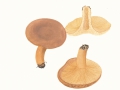 Lactarius helvus (Fr.) Fr. , Bruchreizker , Maggipilz