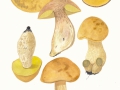 Leccinellum crocipodium ((Letell.) Bresinsky & Binder. , Schwärzender Raufuß