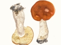 Leccinum piceinum Pilát & Dermek , Fichten-Rotkappe