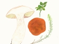 Leccinum piceinum Pilát & Dermek , Fichten-Rotkappe , 2