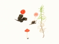 Atheniella adonis (Bull.) Redhead et al.  , Korallenroter Helmling