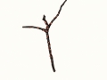 Nectria cinnabarina (Tode: Fr.) Fr. , Zinnoberroter Pustelpilz