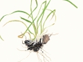 Sebacina incrustans  (Pers.) Tul. & C.Tul.  , Erd-Wachskruste