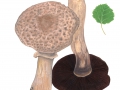 Agaricus bohusii  Bon , Spindelfüßiger Riesen-Eegerling , Büscheliger Riesen-Champignon