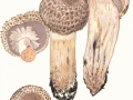 Agaricus bohusii  Bon , Spindelfüßiger Riesen-Eegerling , Büscheliger Riesen-Champignon