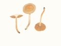 Hebeloma sacchariolens  Quél. , Süßriechender Fälbling