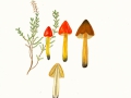 Hygrocybe conica  (Scop.: Fr.) Kumm.  var. conica , Kegeliger Saftling , Schwärzender Saftling