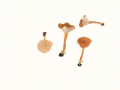 Lactarius obscuratus  (Lasch: Fr.) Fr. , Erlen-Milchling , NPH