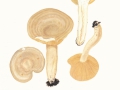 Lactarius  pyrogalus (Bull.:Fr.) Fr. , Scharfer Hasel-Milchling