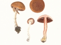 Agaricus sylvaticus Schaeff.: Fr. var. sylvaticus  , Kleinsporiger Blut-Egerling