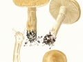 Agrocybe dura (Bolton: Fr.) Singer , Rissiger Ackerling