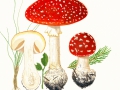 Amanita muscaria  (L.) Pers. var. muscaria, Roter Fliegenpilz
